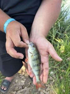 European Perch