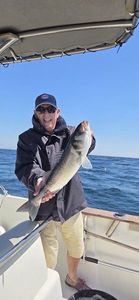 European Bass (Seabass)