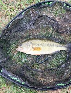 Largemouth Bass