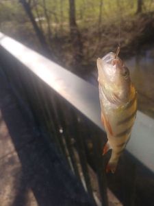 European Perch