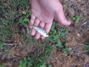 Roach