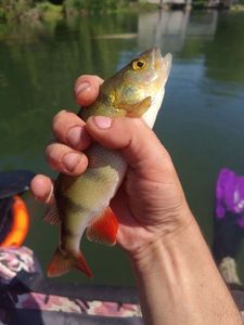 European Perch