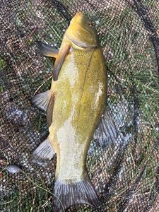 Tench