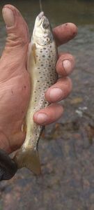 Brown Trout