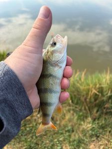 European Perch