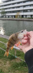 European Perch