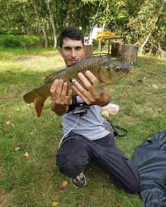 Common Carp