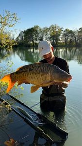 Mirror Carp