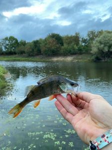 European Perch