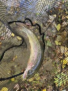 Rainbow Trout