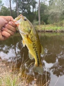 Largemouth Bass