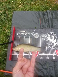 Tench
