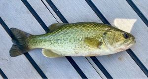 Largemouth Bass
