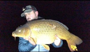 Common Carp