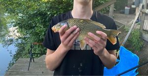 Common Carp