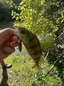 European Perch
