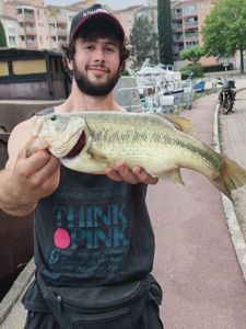 Largemouth Bass