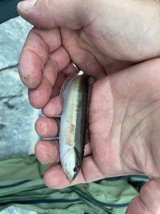 Mediterranean Rainbow Wrasse