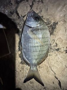 White Seabream