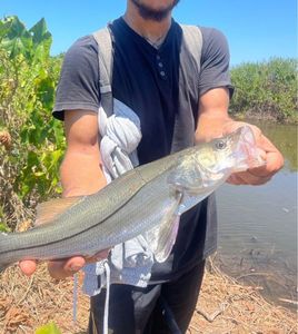 Atlantic Snook
