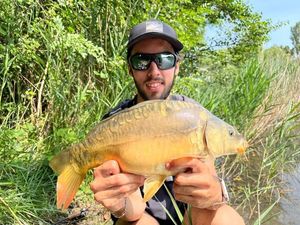 Mirror Carp