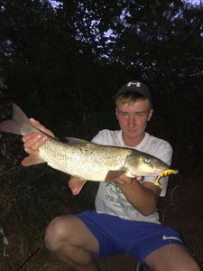 Barbel