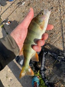 European Perch