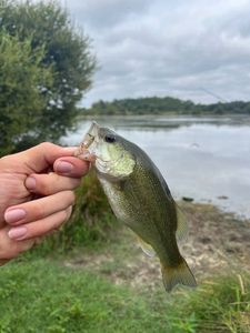 Largemouth Bass