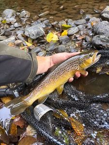 Brown Trout