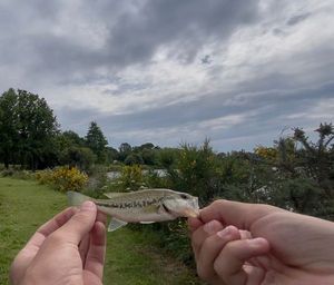 Largemouth Bass