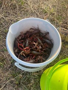 Red Swamp Crayfish