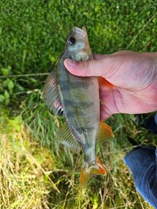 European Perch