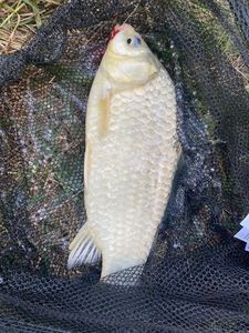 Crucian Carp