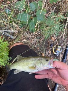 Largemouth Bass