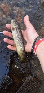 Brown Trout