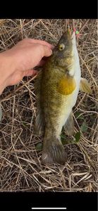 Ballan Wrasse