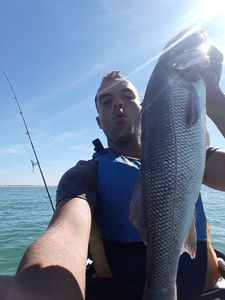 European Bass (Seabass)