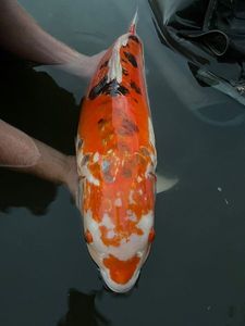 Koï Fish