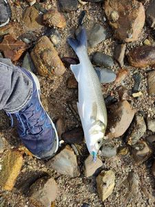 European Bass (Seabass)