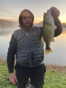 Largemouth Bass