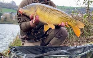 Common Carp