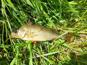 European Perch