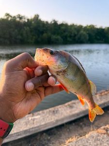 European Perch