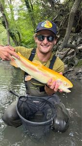 Golden Trout