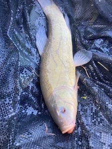 Tench