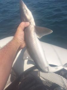 Common Smooth-hound