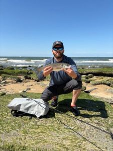 European Bass (Seabass)