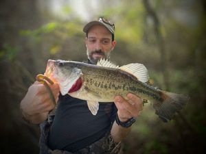 Largemouth Bass