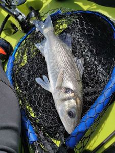 European Bass (Seabass)