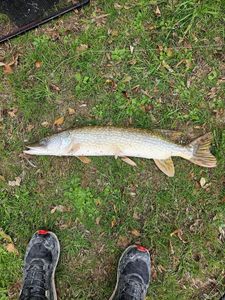 Northern Pike